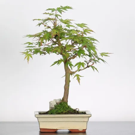 Bonsai Acer Palmatum AP-1-15