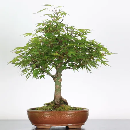 Bonsai Acer Palmatum AP-1-17