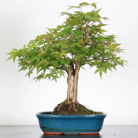 Bonsai Acer Palmatum AP-1-16