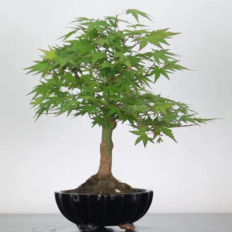 Bonsai Acer Palmatum AP-1-18