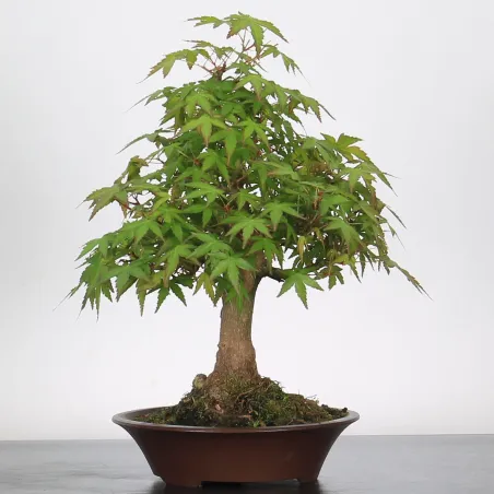 Bonsai Acer Palmatum AP-2-1