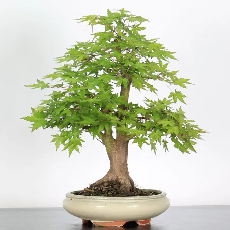 Bonsai Acer Palmatum AP-2-2