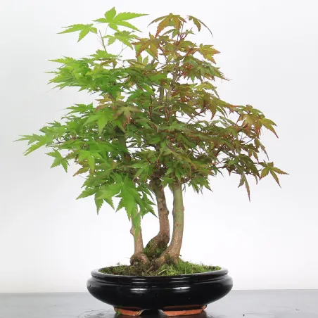 Bonsai Acer Palmatum AP-2-4