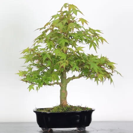 Bonsai Acer Palmatum AP-2-6