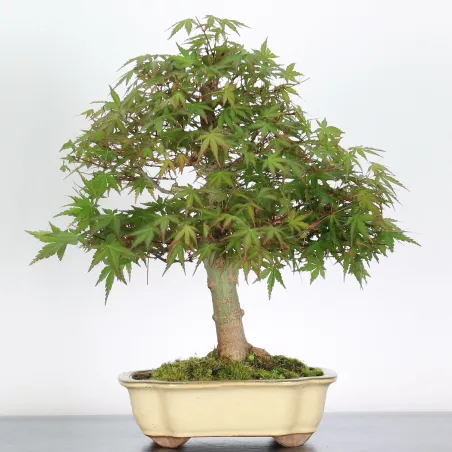 Bonsai Acer Palmatum AP-2-9