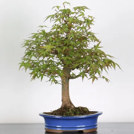 Bonsai Acer palmatum AP-2-10