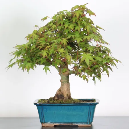 Bonsai Acer Palmatum AP-2-12