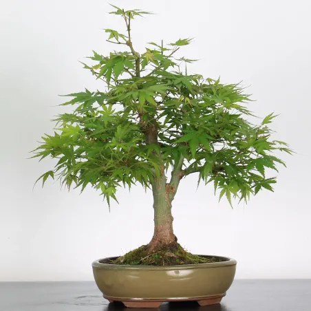 Bonsai Acer Palmatum AP-2-13