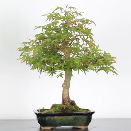 Bonsai Acer palmatum AP-2-14