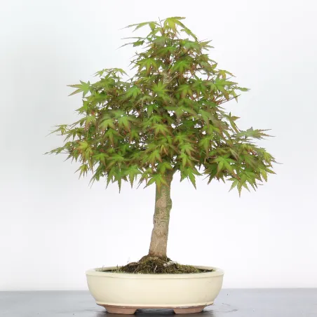 Bonsai Acer Palmatum AP-2-15