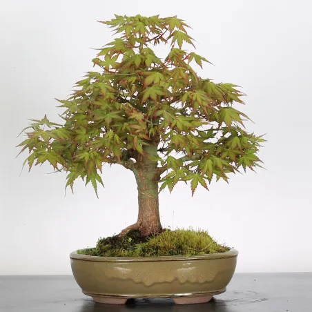 Bonsai Acer Palatum AP-2-16