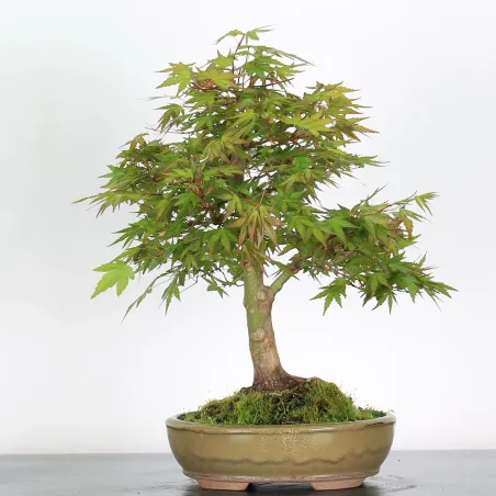 Bonsai Acer Palmatum AP-2-17