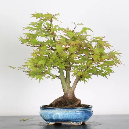 Bonsai Acer Palmatum AP-2-18