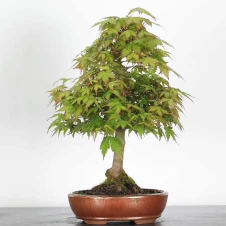 Bonsai Acer Palmatum AP-2-19