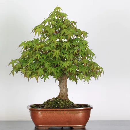 Bonsai Acer Palmatum AP-3-3