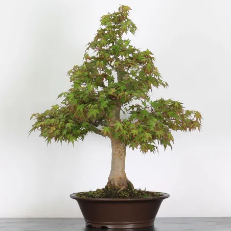 Bonsai Acer Palmatum AP-3-4