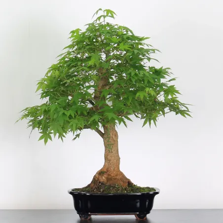 Bonsai Acer Palmatum AP-3-5