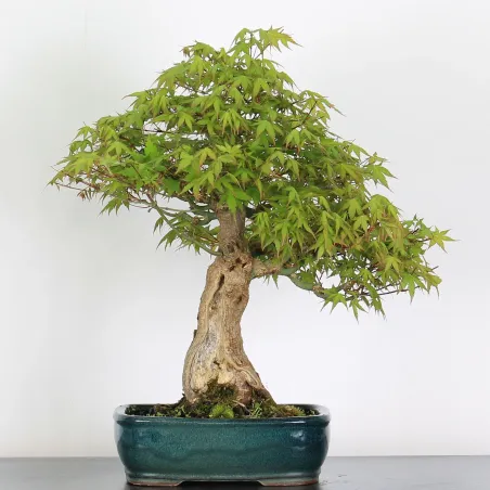 Bonsai Acer Palmatum AP-3-6