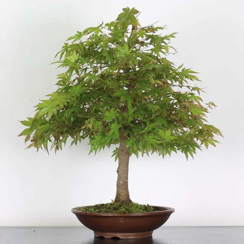 Bonsai Acer Palmatum AP-3-7