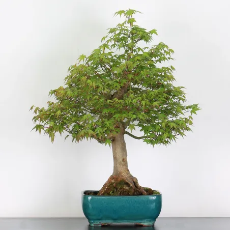 Bonsai Acer Palmatum AP-3-8
