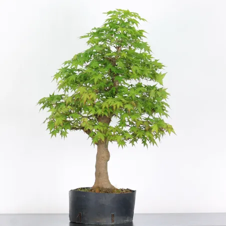 Bonsai Acer Palmatum AP-4-1