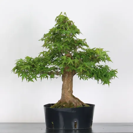 Bonsai Acer Palmatum AP-4-4