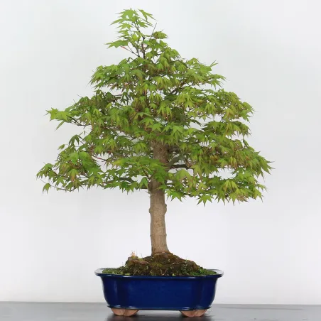 Bonsai Acer Palmatum AP-4-5