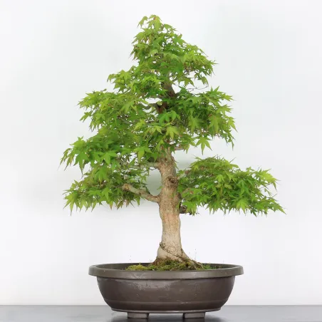 Bonsai Acer Palmatum AP-4-7