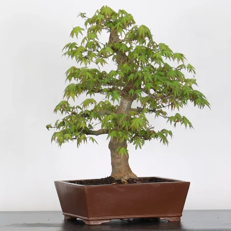 Bonsai Acer Palmatum AP-4-8