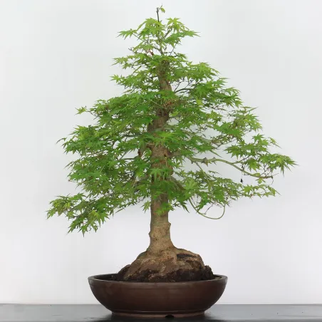 Bonsai Acer Palmatum AP-4-10