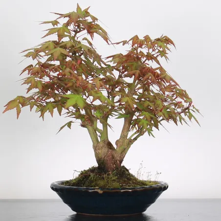 Palmatum Maple Bonsai APS-4-4