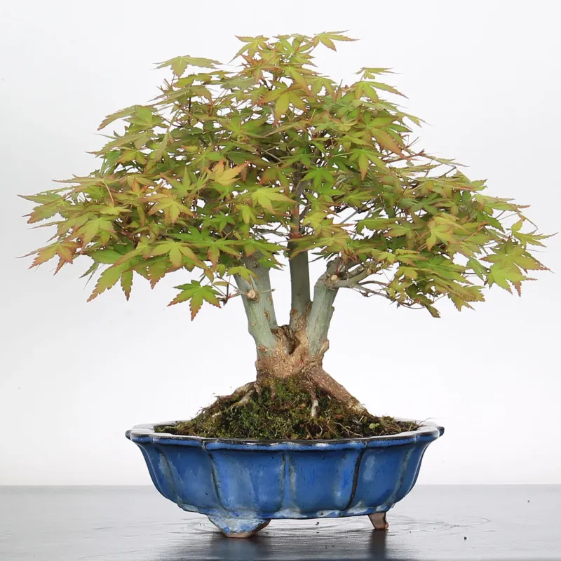 Bonsai Erable Palmatum Shohin APS-4-8