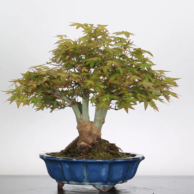 image supplémentaire - ACER PALMATUM SHOHIN 4-8