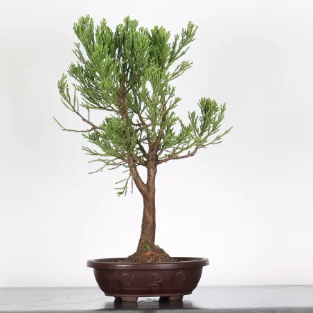 SEQUOIA GEANT "Sequoiadendron giganteum" 1-2