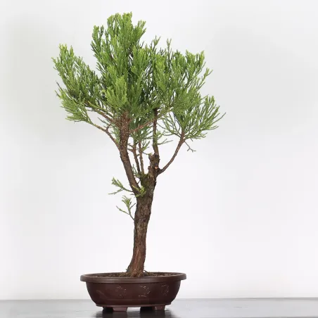 SEQUOIA GEANT "Sequoiadendron giganteum" 1-5
