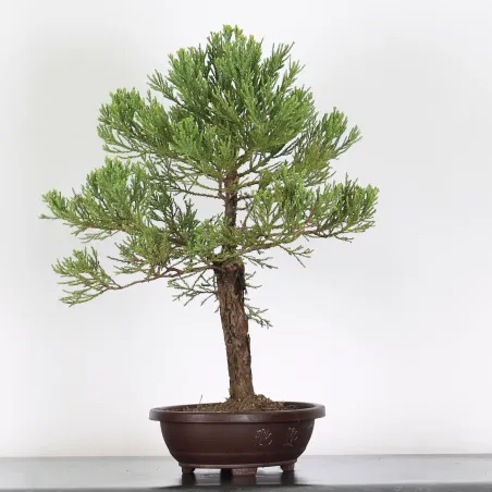GIANT SEQUOIA "Sequoiadendron giganteum" 1-6
