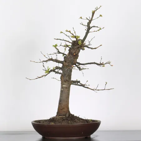 Bonsaï chêne pédonculé (Quercus Robur) CHR-2-1