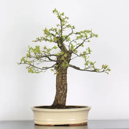 Bonsaï chêne pédonculé (Quercus Robur) CHR-2-2