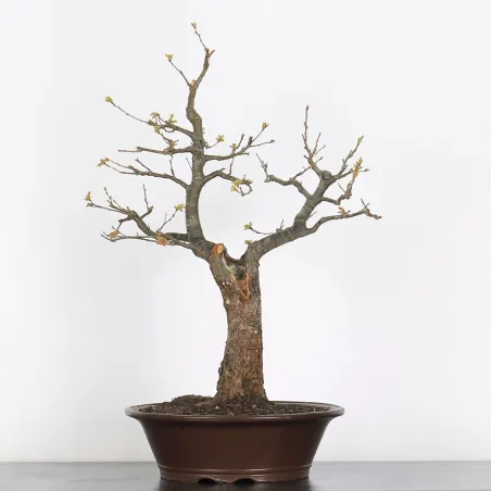 Bonsai pedunculate oak (Quercus Robur) 35 years old CHR-2-3
