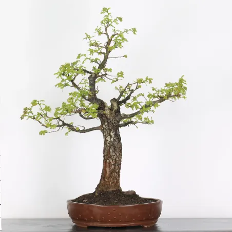 Pedunculate Oak Bonsai (Quercus Robur) CHR-2-4