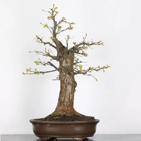 Bonsaï chêne pédonculé (Quercus Robur)  CHR-2-5