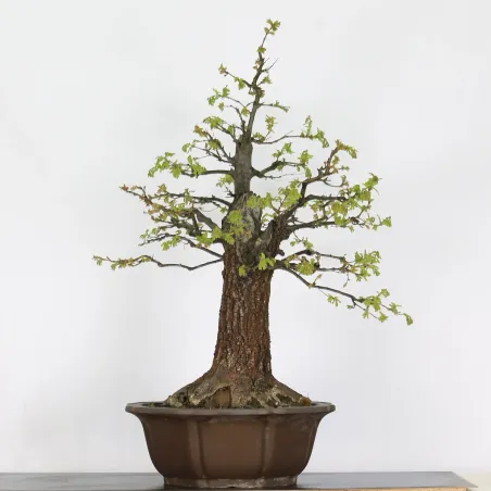 Bonsaï chêne pédonculé (Quercus Robur) 35 ans CHR-3-1