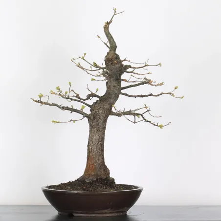 Bonsai pedunculate oak (Quercus Robur) 35 years old CHR-3-2