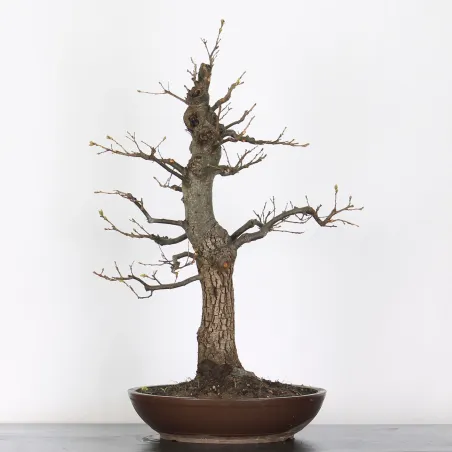 Bonsaï chêne pédonculé (Quercus Robur)  CHR-3-3