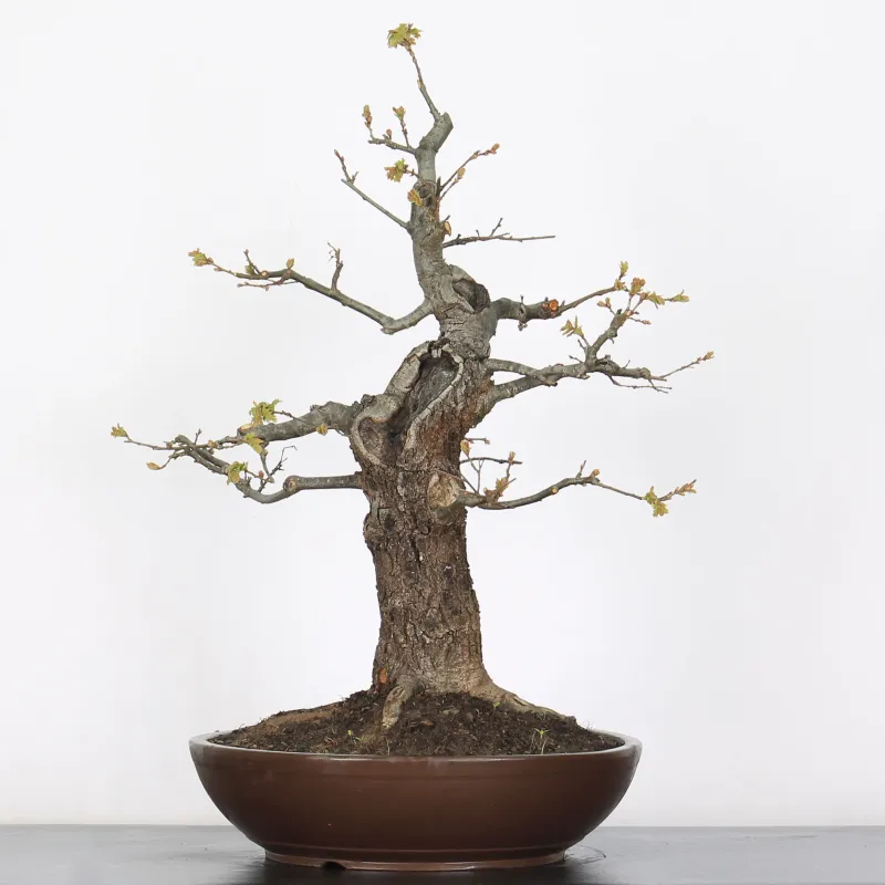 Bonsaï chêne pédonculé (Quercus Robur) CHR-3-4