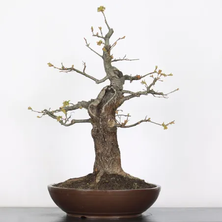 Pedunculate Oak Bonsai (Quercus Robur) CHR-3-4