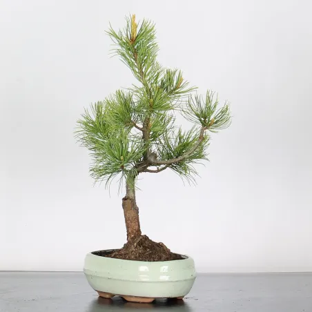 Bonsai Pine Pentaphylla PP-1-3