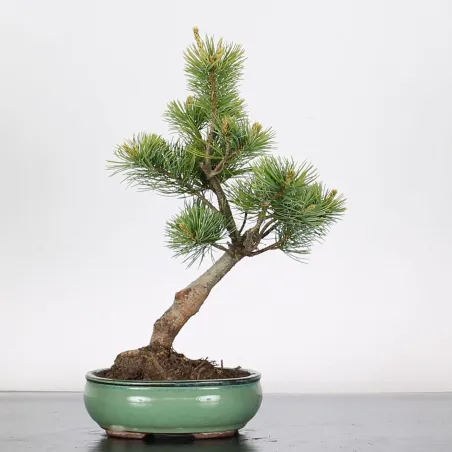 Bonsai Pine Pentaphylla PP-1-1