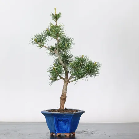 Bonsai Pine Pentaphylla PP-1-6