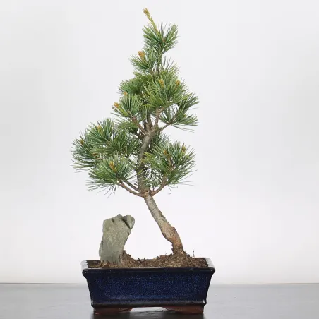 Bonsai Pine Pentaphylla PP-1-7